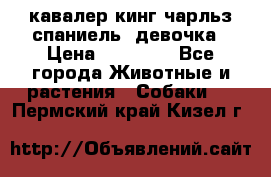  кавалер кинг чарльз спаниель -девочка › Цена ­ 45 000 - Все города Животные и растения » Собаки   . Пермский край,Кизел г.